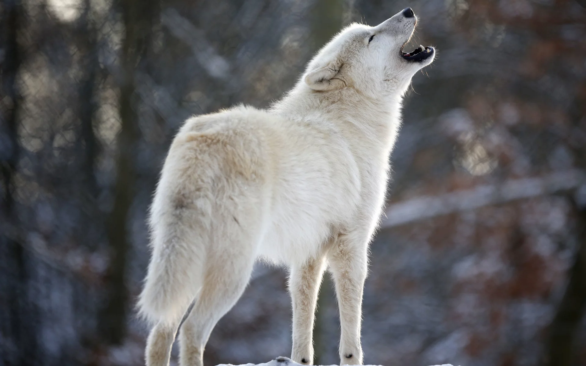 хищник, белый, вой, волк, wolf