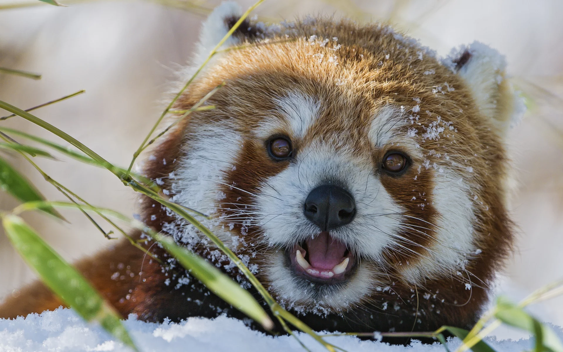 бамбук, зима, firefox, морда, снег, красная панда