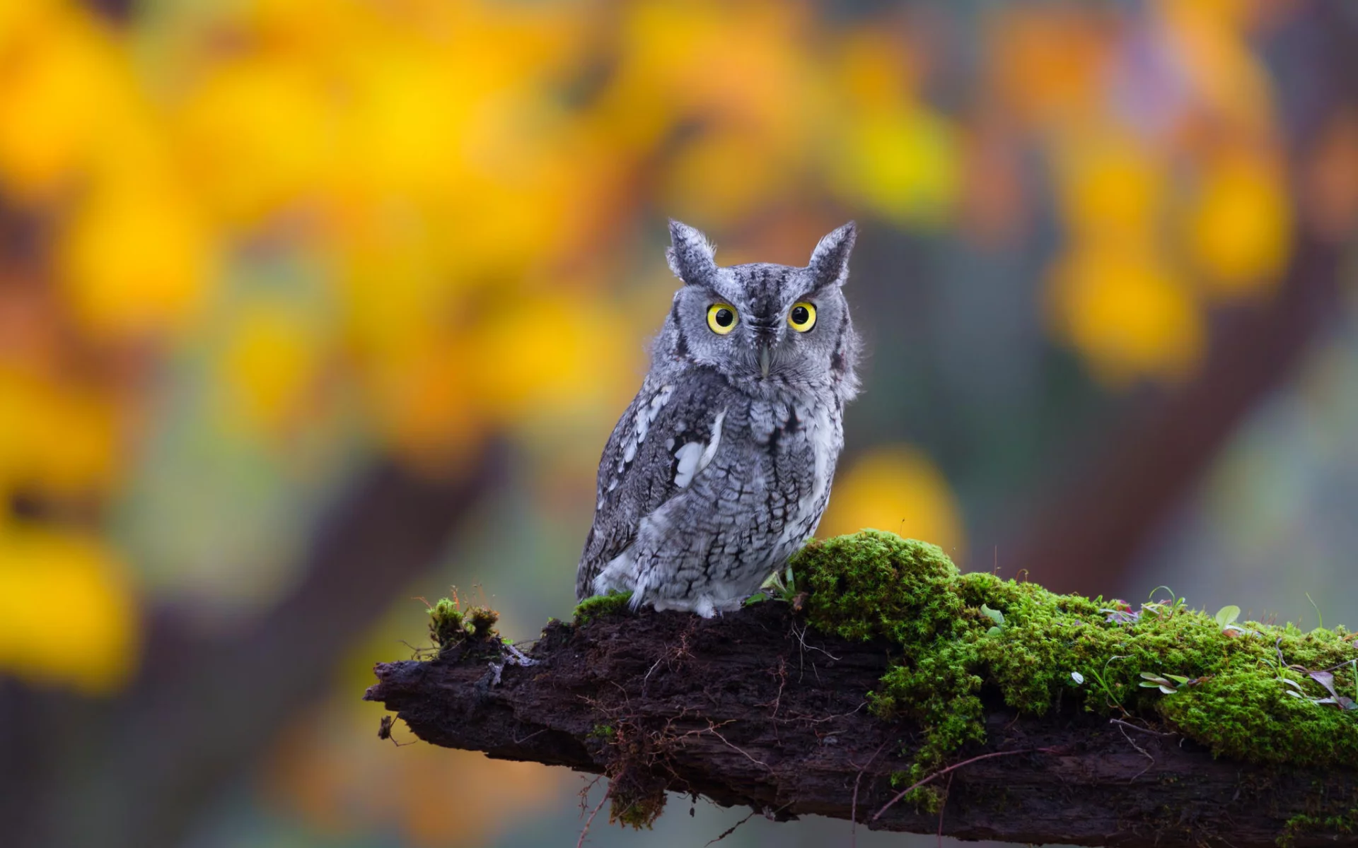 глаза, природа, взгляд, мох, owl, ушастая, bird, бревно, сова