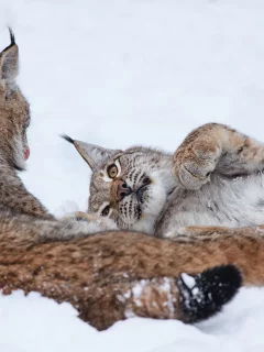 рысь, парочка, снег, зима