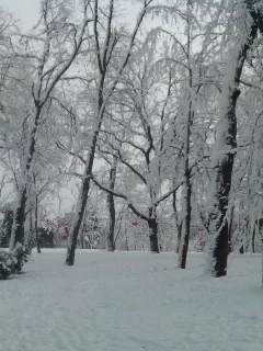 природа, зима, парк