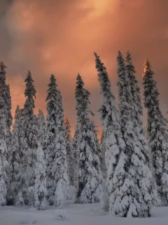 елки, зима, вечер, снег, лес
