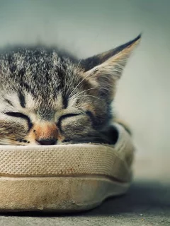 усики, котенок, отдых, спит, ушки, обувь