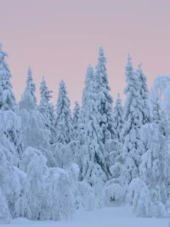 деревья, елки, снег, зима