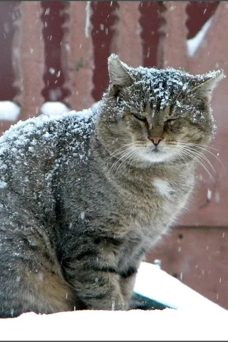 кот, зима, серый, снегопад, большой