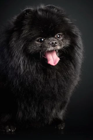 фон, собака, взгляд