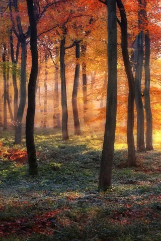 лес, деревья, краски осени