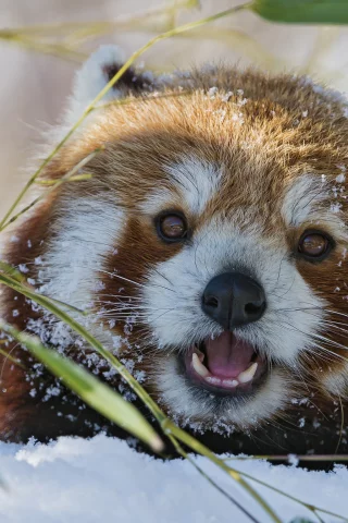 бамбук, зима, firefox, морда, снег, красная панда