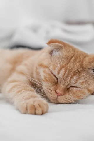 кот, рыжий, спит