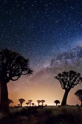 night, stars, joshua tree