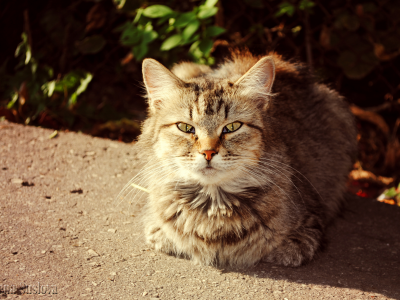солнечный кот, осень, кошки, кот