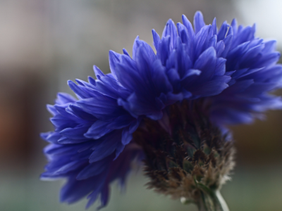 цветок, василек, фокус, синий, макро