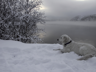 друг, река, снег, собака