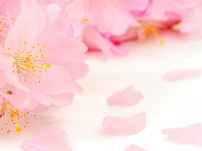 spring, beauty, цветение, blossoms, tender, pink, весна, flowers, apple tree, petals