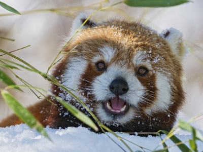 бамбук, зима, firefox, морда, снег, красная панда