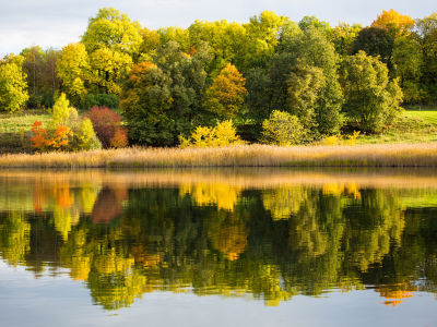 лес, осень, отражение, озеро