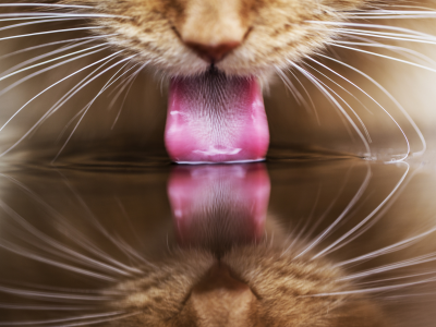 кот, кошка, пьет, язык, отражение, вода, рыжий