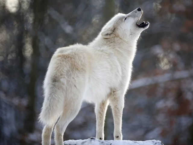 хищник, белый, вой, волк, wolf