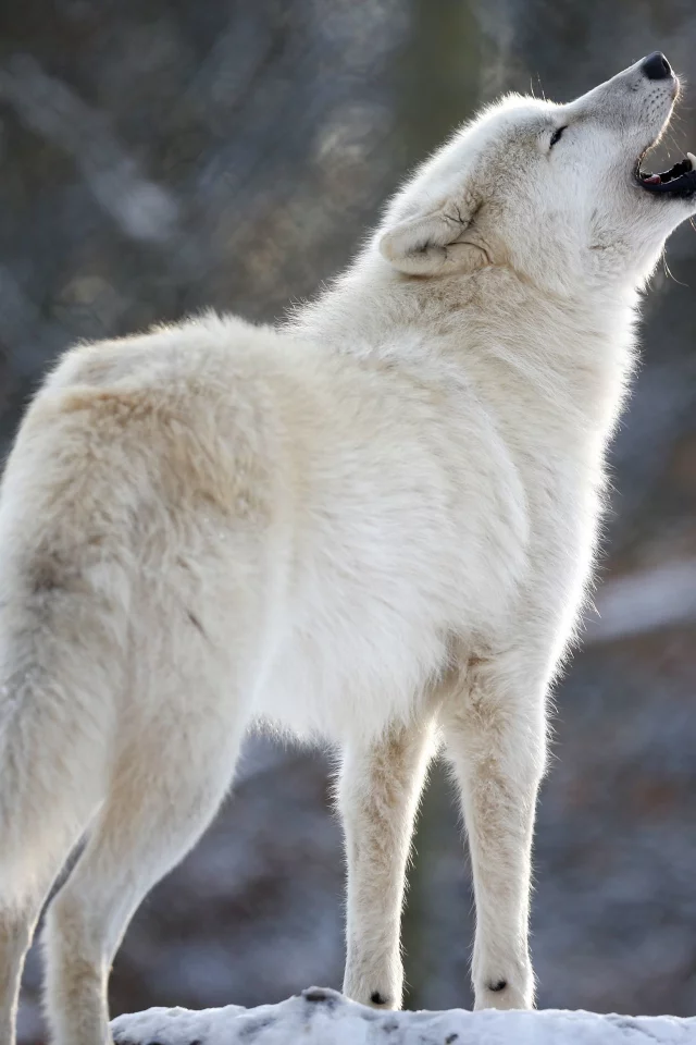 хищник, белый, вой, волк, wolf