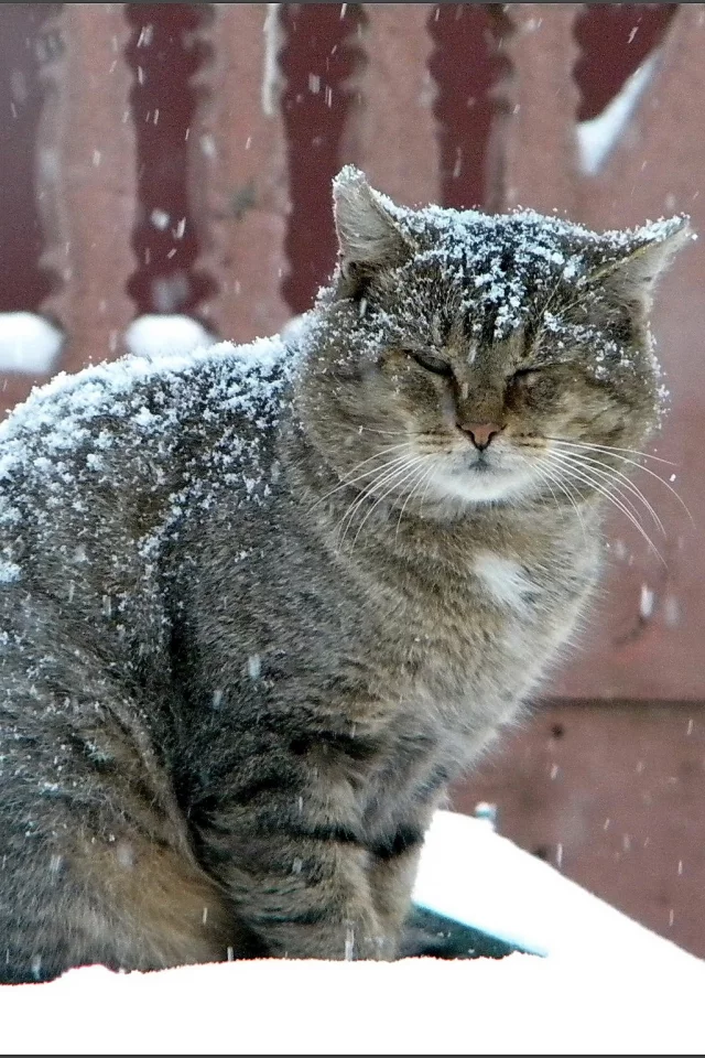 кот, зима, серый, снегопад, большой