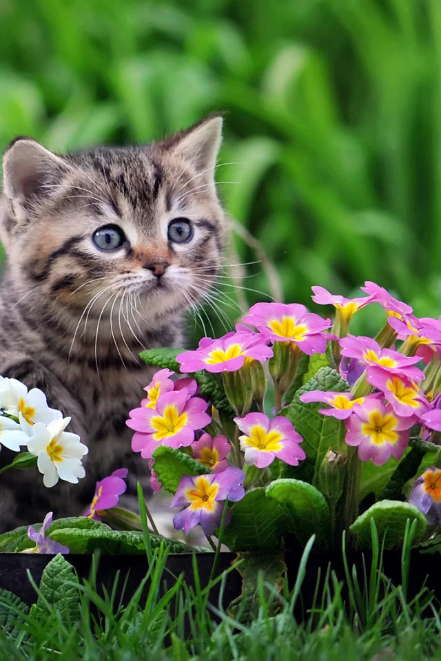 by zoran milutinovic, примула, цветы, котёнок, малыш