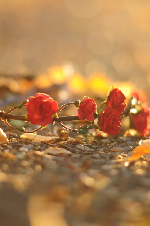 розы, красный, цветочки, цветы, венок, листья, flower