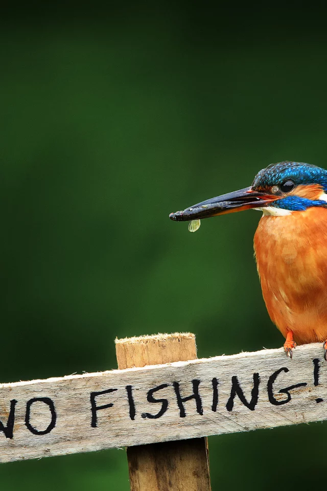 alcedo atthis, птица, обыкновенный зимородок, kingfisher