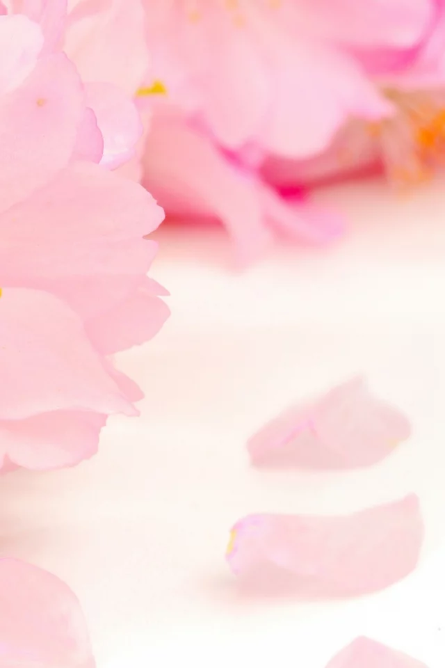 spring, beauty, цветение, blossoms, tender, pink, весна, flowers, apple tree, petals