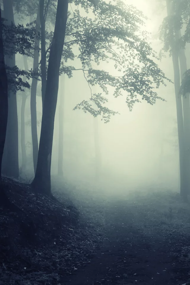 road, deep, леса, nature, foggy, creepy, misty, forest, глубокие, trees, landscape