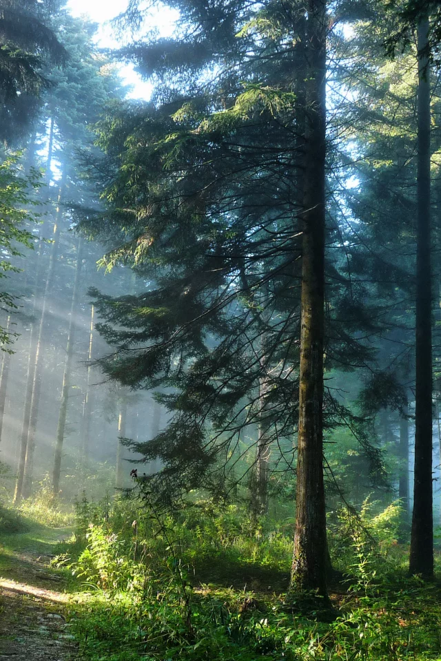 лес, природа