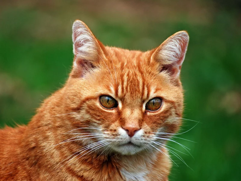 фон, кот, портрет, рыжий