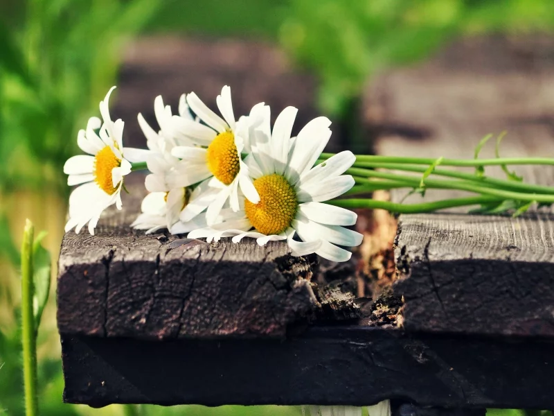 солнце, ромашки, цветы, зеленый, flowers, белый, цветочки