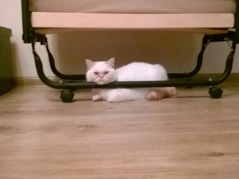 кот, настроение, британец