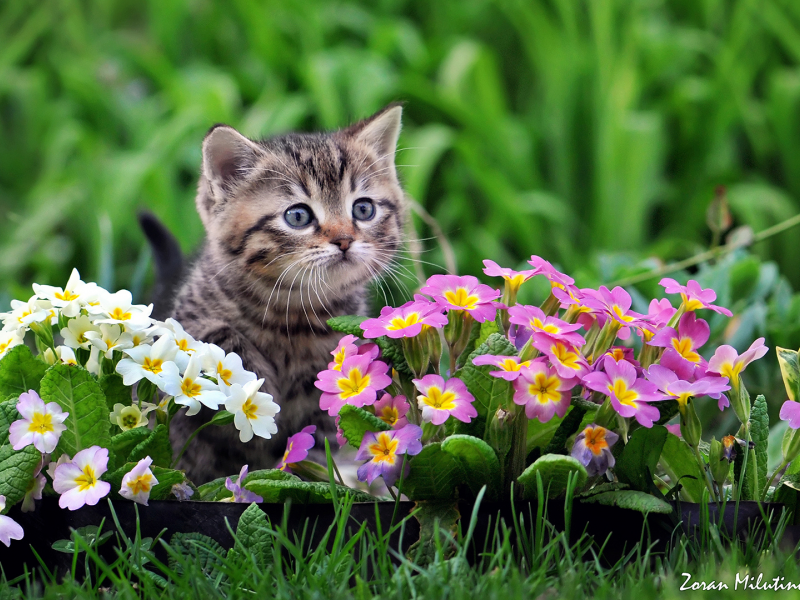 by zoran milutinovic, примула, цветы, котёнок, малыш
