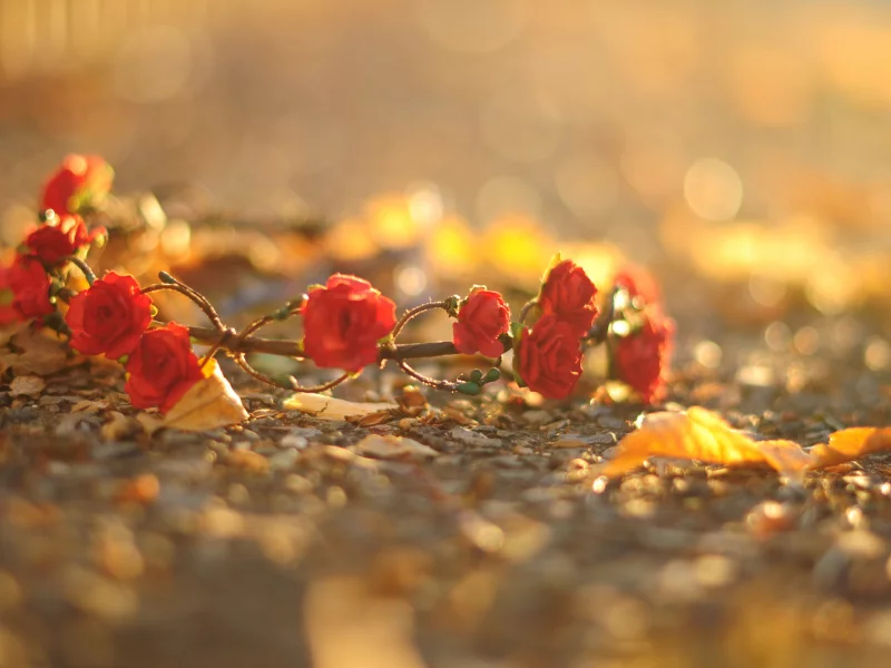 розы, красный, цветочки, цветы, венок, листья, flower