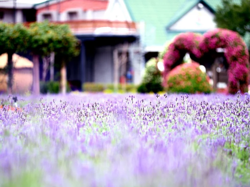 flowers, фиолетовый, поле, цветочки, макро, macro, цветы, flower