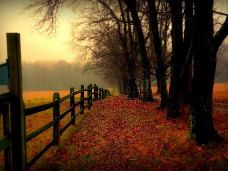autumn, path, field, walk, nature, road, trees, colors, leaves, forest, colorful, fall