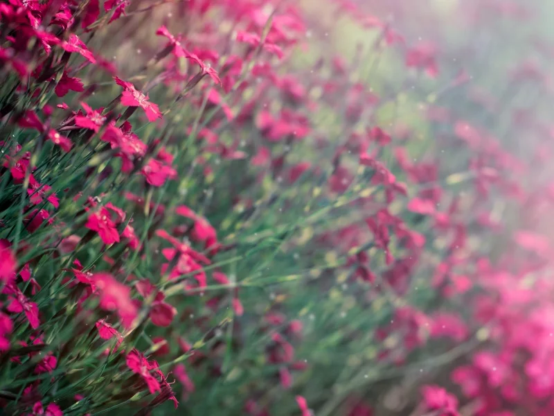 фон, цветочки, фиолетовый, flowers, цветы, flowers, размытие