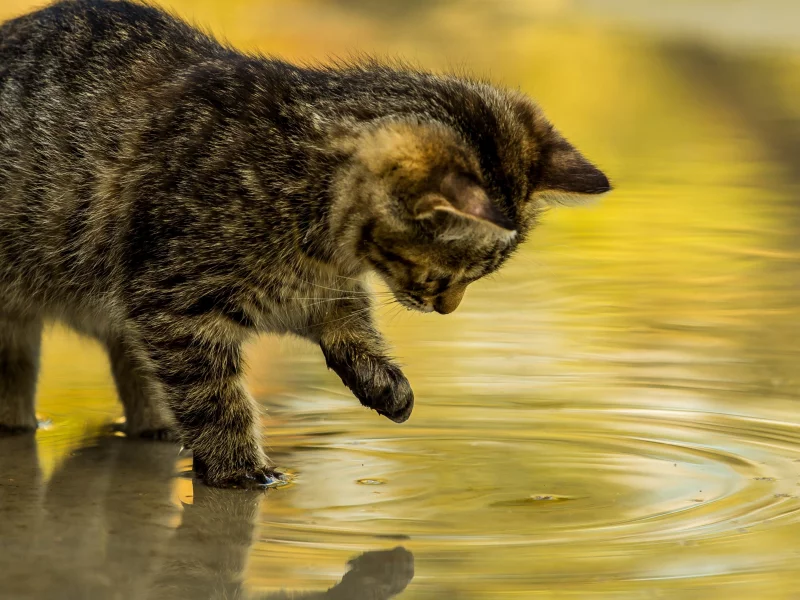 котёнок, вода, игра, отражение