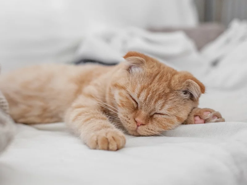 кот, рыжий, спит