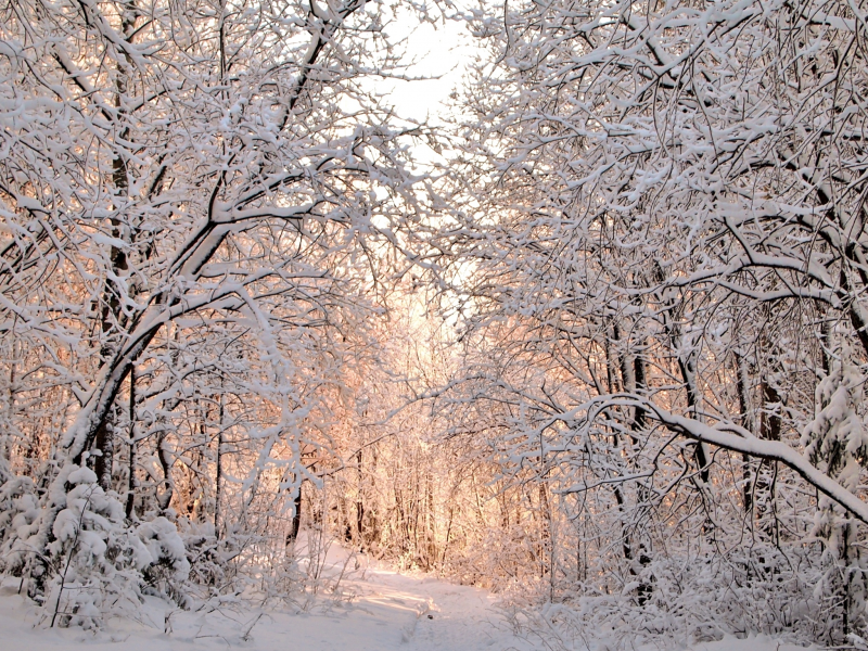 снег, зима, деревья