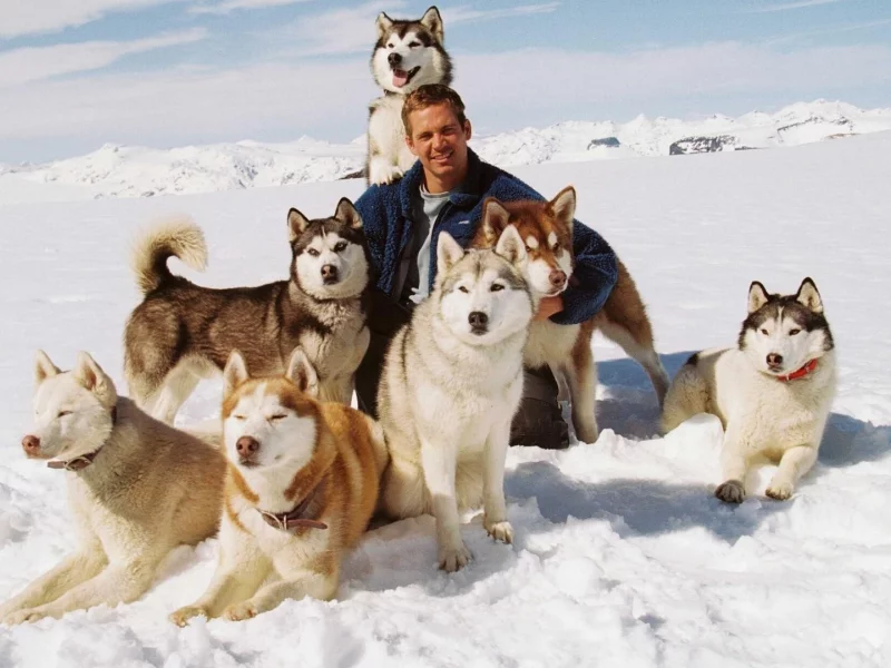 белый плен, джек, шорти, майя, пол уокер, eight below, макс