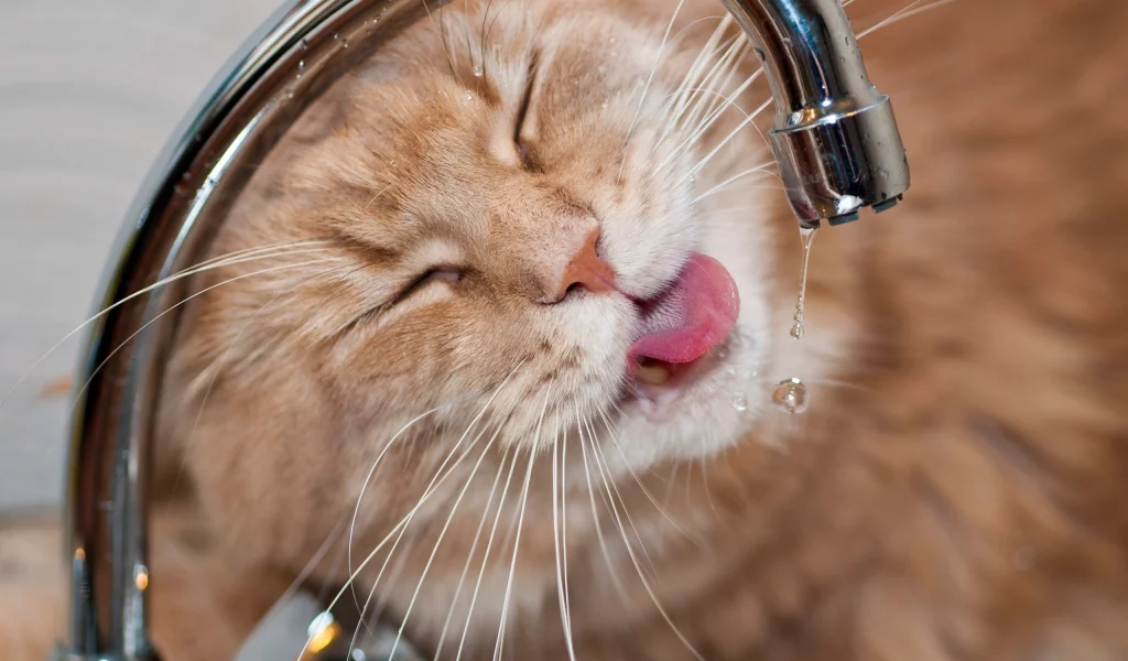 котэ, морда, жажда, кран, вода, капли