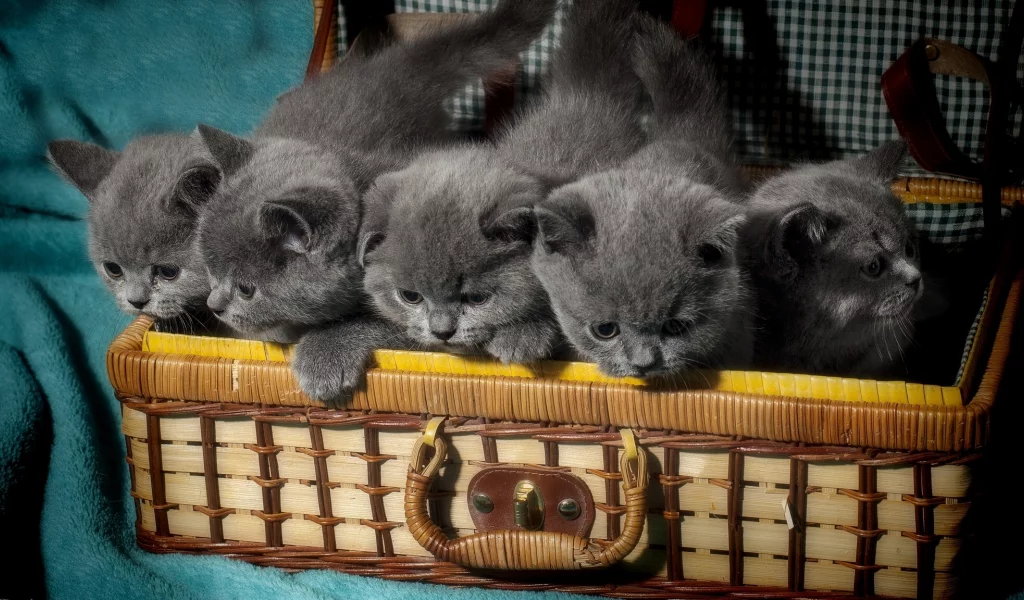 котята, чемодан