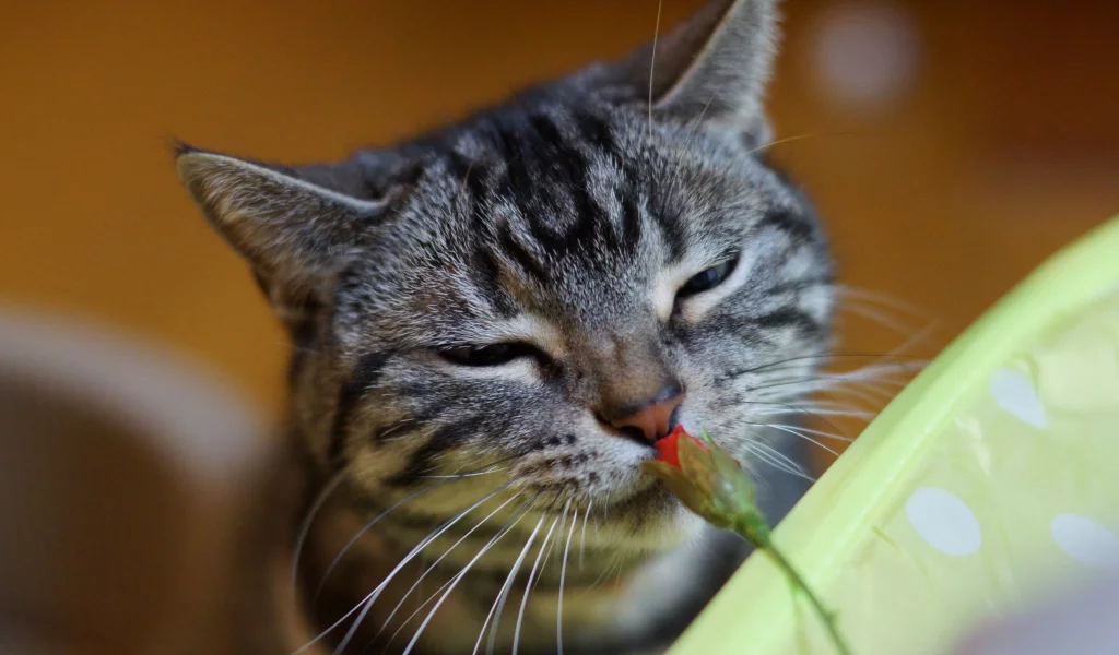 кот, кошак, котяра, цветок