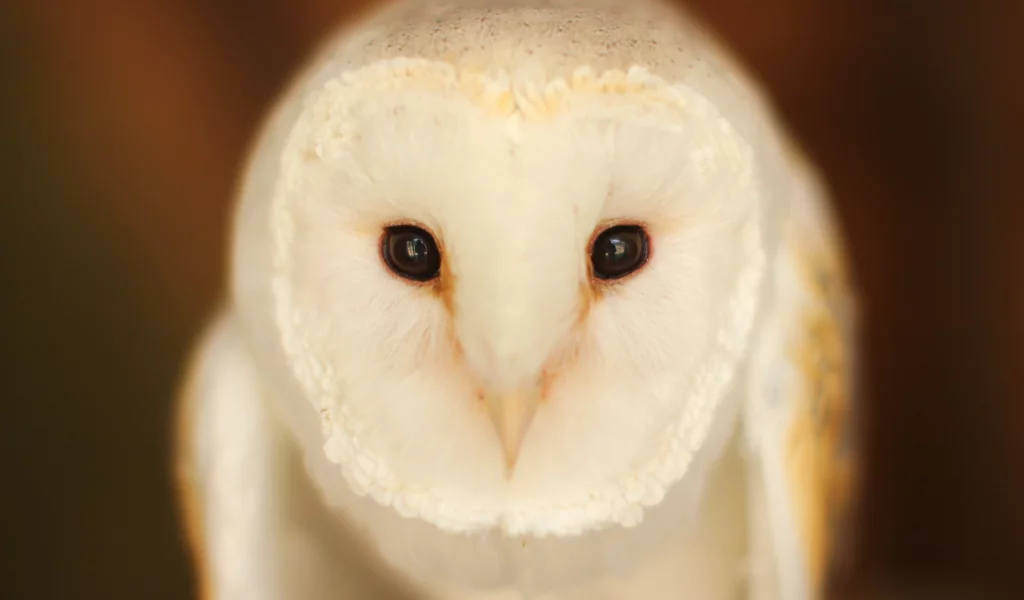 Barn Owl, птица, сова, взгляд