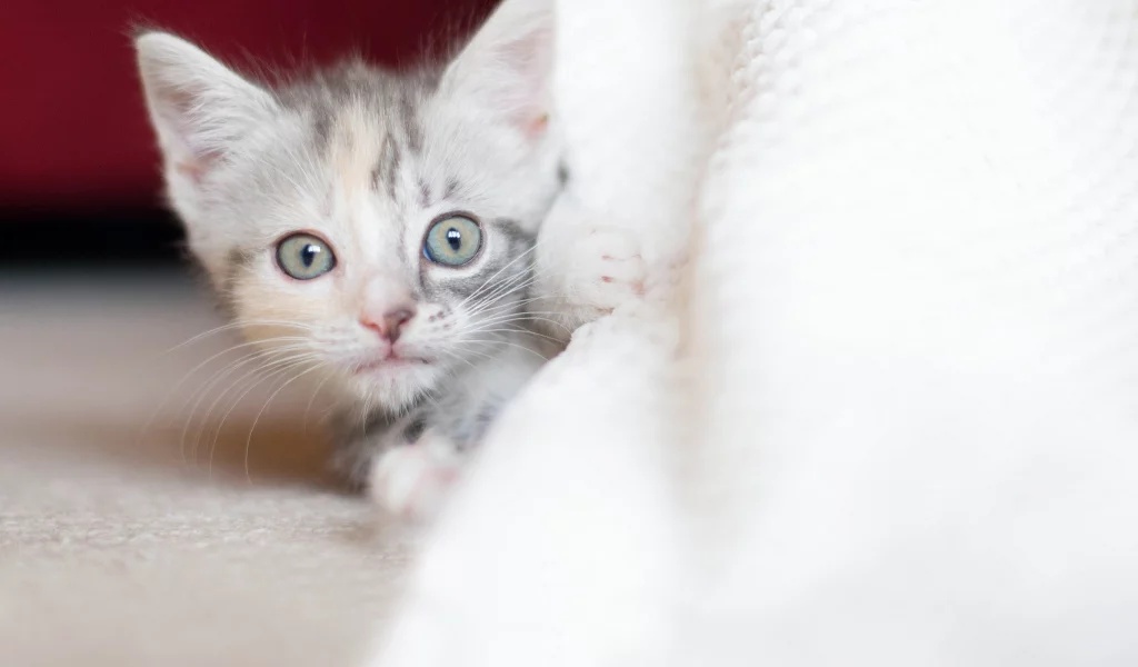 малыш, котенок, взгляд, трехцветный