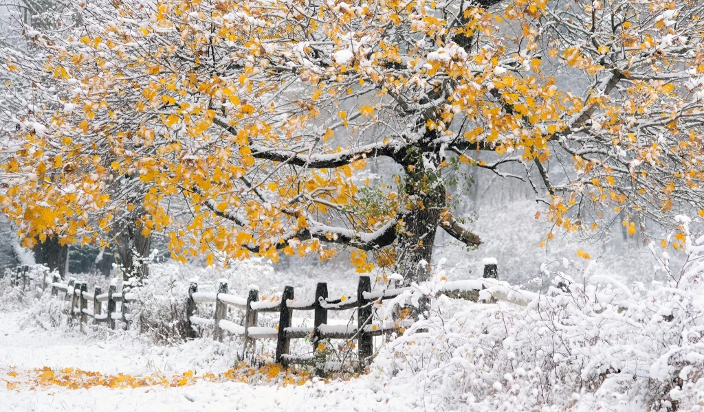 дерево, осень, снег
