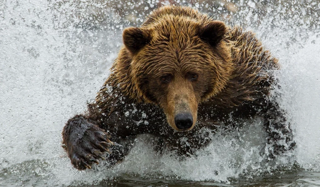 медведь, вода, брызги