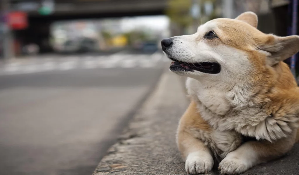 вельш корги, пемброк, фон, welsh corgi, улица, собака, pembroke